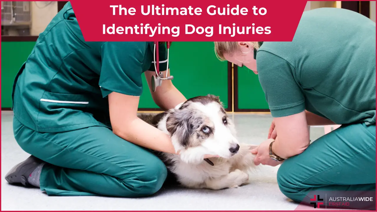 Dog Injuries article header