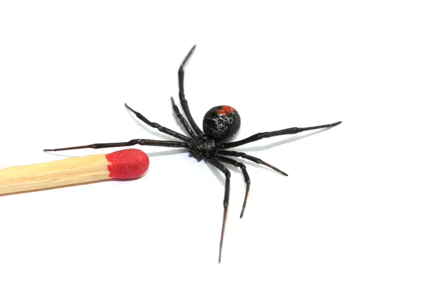 size_redback